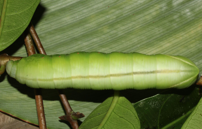  Larva en posición dorsal entero de <i>Pachylia</i></i> darcetaDHJ02 (Sphingidae), U estadio. Sector Pitilla, Sendero Naciente. Voucher 17-SRNP-31477-DHJ739029.jpg.
