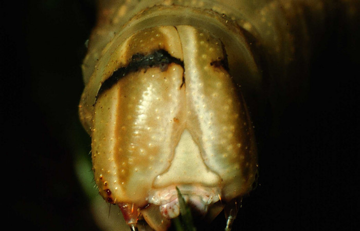  Cabeza en posición frontal de <i>Pachylia darceta</i></i> (Sphingidae), U estadio. Sector Cacao,  Quebrada Florcita. Voucher 98-SRNP-3241-DHJ44743.jpg.