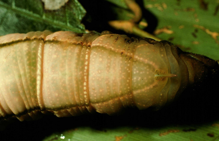  Cola en posición dorsal de Pachylia darceta</i> (Sphingidae), U estadio. Sector Cacao,  Quebrada Florcita. Voucher 98-SRNP-3241-DHJ44746.jpg.
