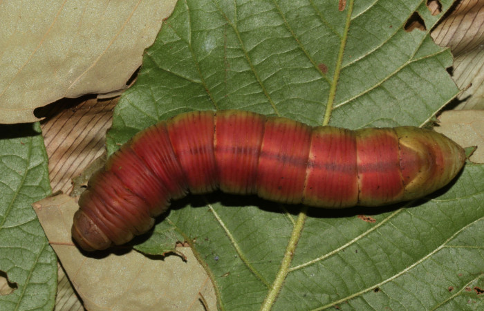 Prepupa en posición dorsal de <i>Pachylia</i></i> darcetaDHJ02 (Sphingidae). Sector Pitilla,  Sendero Naciente. Voucher 17-SRNP-31478-DHJ739152.jpg.