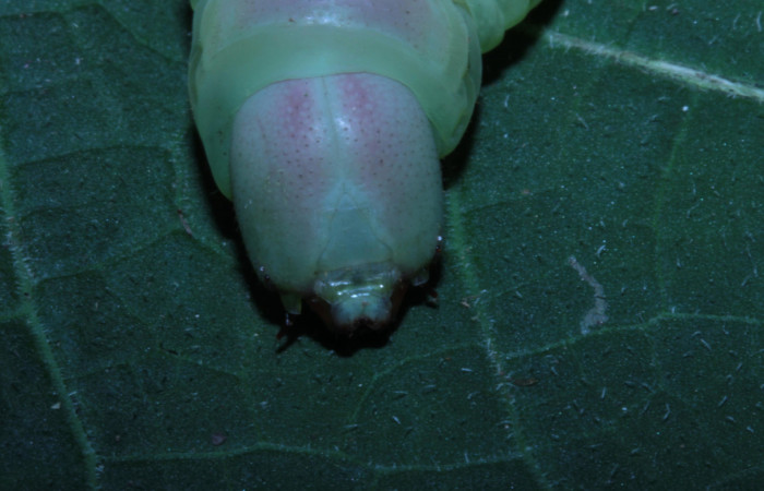  Cabeza en posición frontal de <i>Pachylia</i></i> darcetaDHJ02 (Sphingidae). Sector Pitilla,  Sendero Naciente. Voucher 14-SRNP-30517-DHJ720685.jpg.