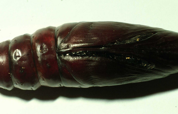  Pupa en posición ventral entero de <i>Pachylia darceta</i></i> (Sphingidae). Sector Cacao,  SQuebrada Florcita. Voucher 98-SRNP-3241-DHJ44756.jpg.