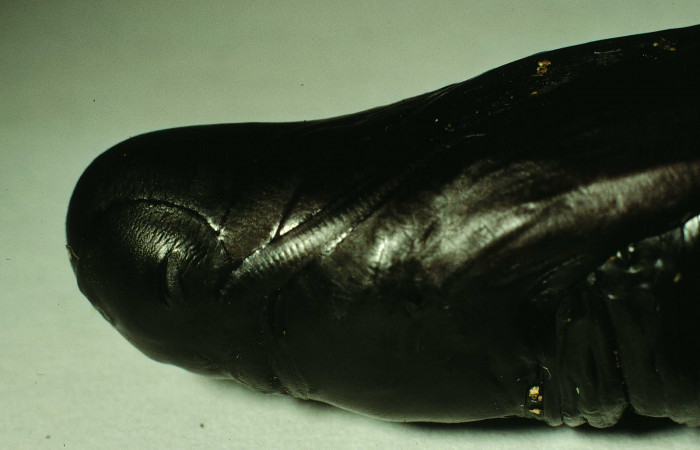  Pupa en posición lateral thorax de <i>Pachylia darceta</i></i> (Sphingidae). Sector Cacao,  Quebrada Florcita. Voucher 98-SRNP-3241-DHJ44761.jpg.