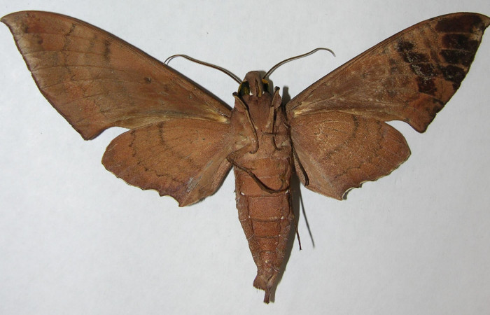  Adulto macho en posición ventral de <i>Pachylia</i></i> darcetaDHJ02 (Sphingidae). Sector San Cristóbal,  Estacion San Gerardo. Voucher 06-SRNP-5803-DHJ347349.