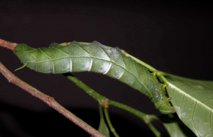  Larva en posición dorsal de <i>Pachylia darceta</i></i> (Sphingidae), U estadio. Sector Del Oro, Chon. Voucher 03-SRNP-15990-DHJ400992.jpg.
