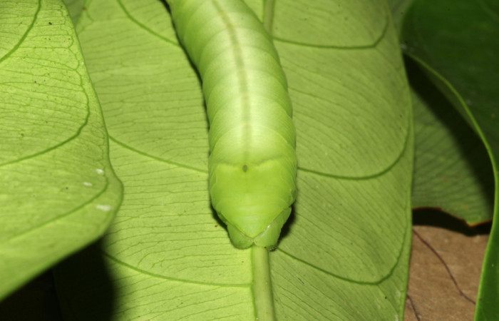  Cola en posición frontal de <i>Pachylia</i></i> darcetaDHJ02 (Sphingidae), U estadio. Sector Pitilla, Sendero Naciente. Voucher 17-SRNP-31478-DHJ739042.jpg.
