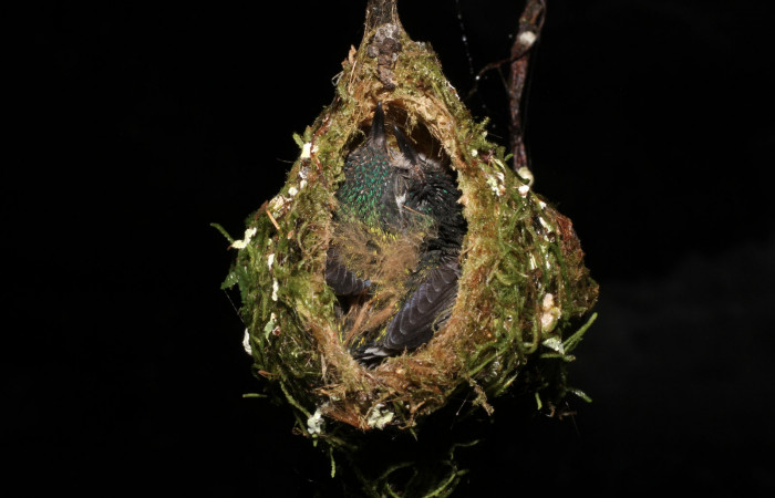 Fig. 10 Pichónes de Violet-headed Hummingbird Colibrí Cabeciazul <i>Klais guimeti</i></i> Trochilidae, Cañón Rio Mena Sector Del Oro, 15 de Abril 2021. Foto. Roster Moraga