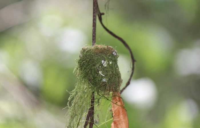 Fig. 1 Nido de Violet-headed Hummingbird Colibrí Cabeciazul <i>Klais guimeti</i></i> Trochilidae. Cañón Rio Mena Sector Del Oro, 22 de Marzo 2021 Foto. Roster Moraga
