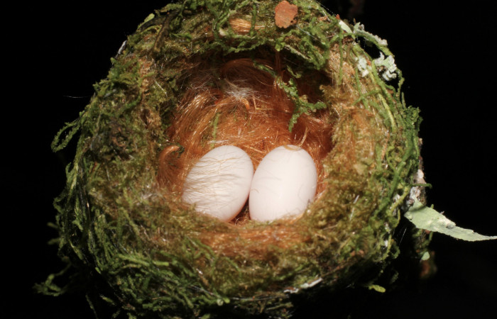 Fig. 2 Nido de Violet-headed Hummingbird Colibrí Cabeciazul <i>Klais guimeti</i></i> Trochilidae. Cañón Río Mena Sector Del Oro, 23 de Marzo 2021 Foto. Roster Moraga
