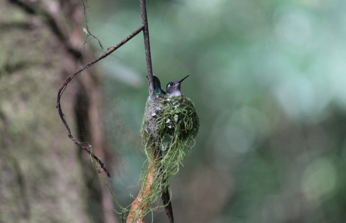 Fig. 3 Violet-headed Hummingbird Colibrí Cabeciazul <i>Klais guimeti</i></i> Trochilidae. Cañón Río Mena Sector Del Oro, 23 de Marzo 2021 Foto. Roster Moraga