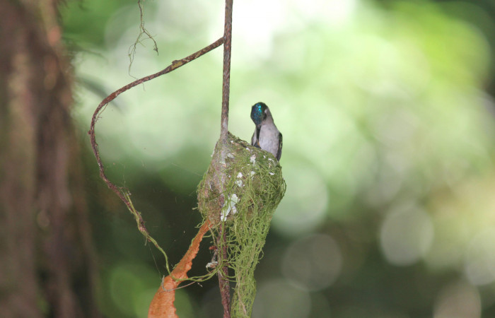 Fig. 4 Hembra Violet-headed Hummingbird Colibrí Cabeciazul <i>Klais guimeti</i></i> Trochilidae, alimentando a sus pichones, Cañón Río Mena Sector Del Oro, 07 de Abril 2021. Foto. Roster Moraga