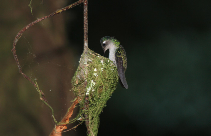 Fig. 5 Hembra Violet-headed Hummingbird Colibrí Cabeciazul <i>Klais guimeti</i></i> Trochilidae, alimentando a sus pichones, Cañón Río Mena Sector Del Oro, 07 de Abril 2021. Foto. Roster Moraga