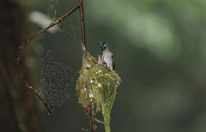 Fig. 6 Hembra Violet-headed Hummingbird Colibrí Cabeciazul <i>Klais guimeti</i></i> Trochilidae, alimentando a sus pichones, Cañón Río Mena Sector Del Oro, 15 de Abril 2021. Foto. Roster Moraga