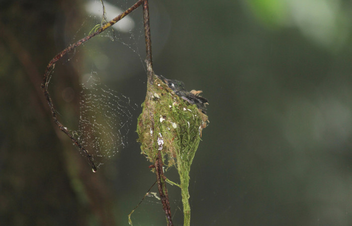 Fig. 7 Pichón de Violet-headed Hummingbird Colibrí Cabeciazul <i>Klais guimeti</i></i> Trochilidae, Cañón Río Mena Sector Del Oro, 15 de Abril 2021. Foto. Roster Moraga