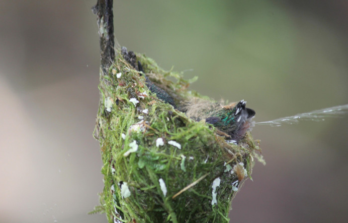 Fig. 8 Pichón de Violet-headed Hummingbird Colibrí Cabeciazul <i>Klais guimeti</i></i> Trochilidae, Cañón Río Mena Sector Del Oro, 15 de Abril 2021. Foto. Roster Moraga