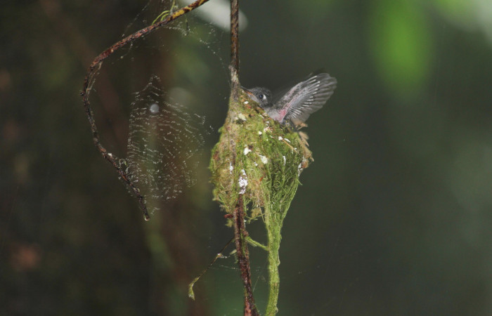 Fig. 9 Pichón de Violet-headed Hummingbird Colibrí Cabeciazul <i>Klais guimeti</i></i> Trochilidae, Cañón Río Mena Sector Del Oro, 15 de Abril 2021. Foto. Roster Moraga