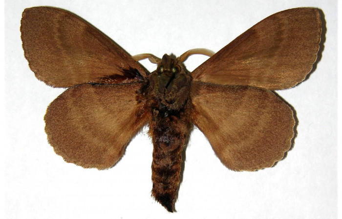 Fig. 10 Adulto <i>Prorifrons tremula</i></i> (Lasiocampidae), mide 52mm. Casa Fran, sector Cacao, 1140m. 95-SRNP-6065-DHJ319369.