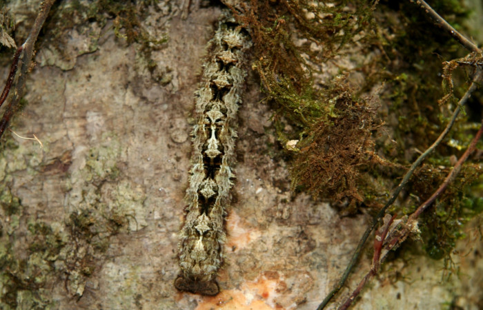 Fig. 11 Larva <i>Prorifrons tremula</i></i> (Lasiocampidae), mide 125mm. Sendero Nacho, sector Pitilla, 710m. 07-SRNP-32636-DHJ421723.