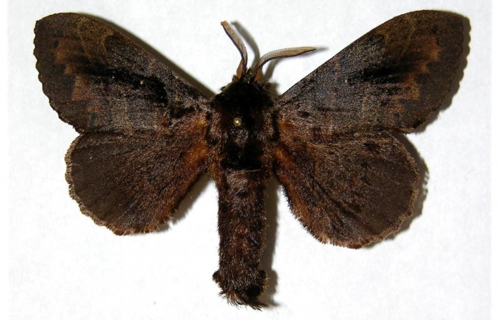 Fig. 1 Adulto <i>Prorifrons nox</i></i> (Lasiocampidae, vista dorsal mide 69mm. Casa Fran, Sector Cacao, 1140m. 03-SRNP-3664-DHJ319370.
