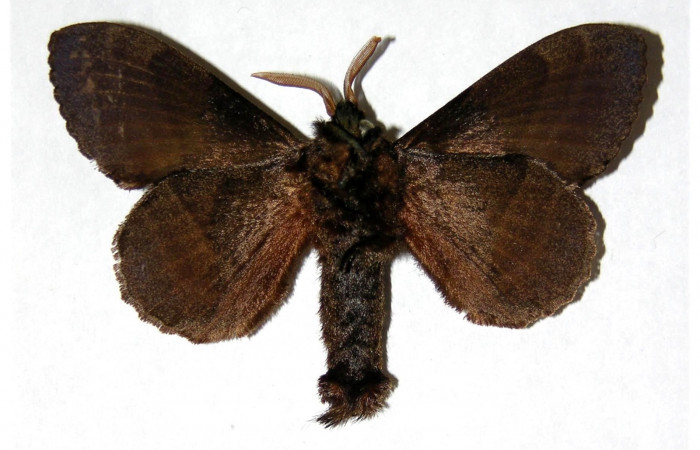 Fig. 2 Adulto <i>Prorifrons nox</i></i> (Lasiocampidae), vista vental mide 69mm. Sendero Casa Fran, Sector Cacao, 1140m. 03-SRNP-3664-DHJ319371.
