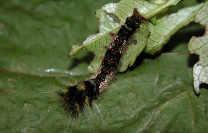 Fig. 3 Larva <i>Prorifrons nox</i></i> (Lasiocampidae), mide 26mm. Casa Fran, Sector Cacao, 1140m. 03-SRNP-3664-DHJ400440.