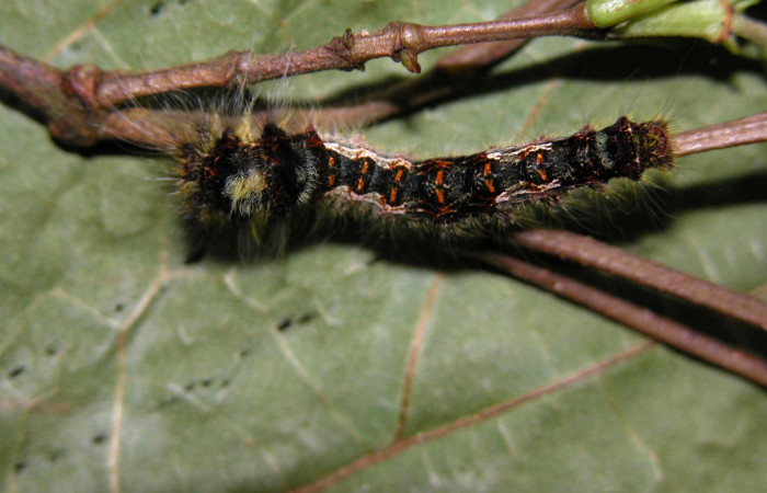 Fig. 4 Larva <i>Prorifrons nox</i></i> (Lasiocampidae), mide 26mm. Casa Fran, Sector Cacao, 1140m. 03-SRNP-3664-DHJ400441.
