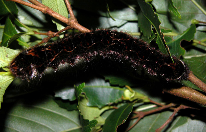 Fig. 6 Larva <i>Prorifrons nox</i></i> (Lasiocampidae), mide 52mm. Casa Fran, Cacao, 1140m. 03-SRNP-3664-DHJ400445.