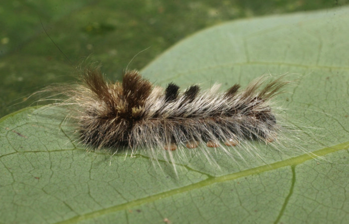 Fig. 7 Larva <i> Prorifrons nox</i></i> (Lasiocampidae), mide 52mm. Casa Fran, sector Cacao, 1140m. 20-SRNP-37514-DHJ771588.jpg