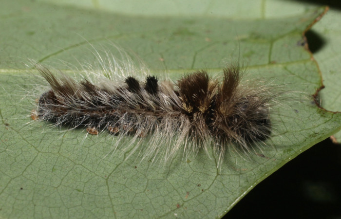 Fig. 8 Larva <i> Prorifrons nox</i></i> (Lasiocampidae), mide 52mm. Casa Fran, sector Cacao, 1140m. 20-SRNP-37514-DHJ771589.jpg