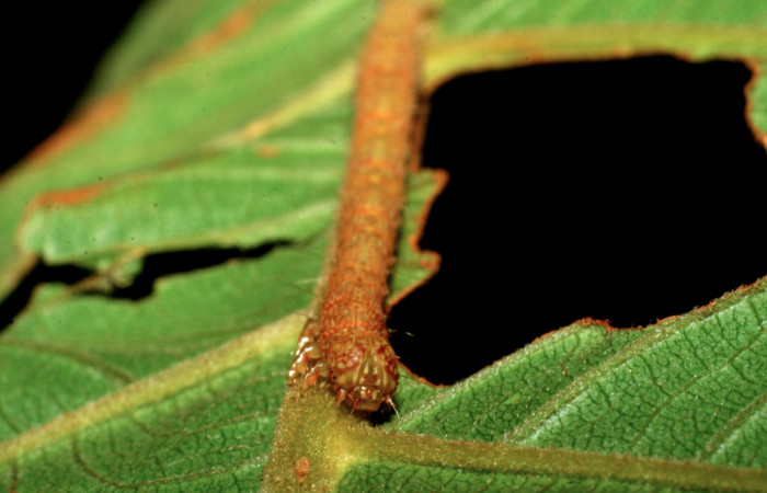 Fig.11 Vista Frontal, [I]Helia argentipes[/I] (Erebidae), se colectó 23 Octubre 2007, Sector San Cristobal Rio Blanco Abajo, 500mts, (07-SRNP-4174-DHJ429884.jpg).