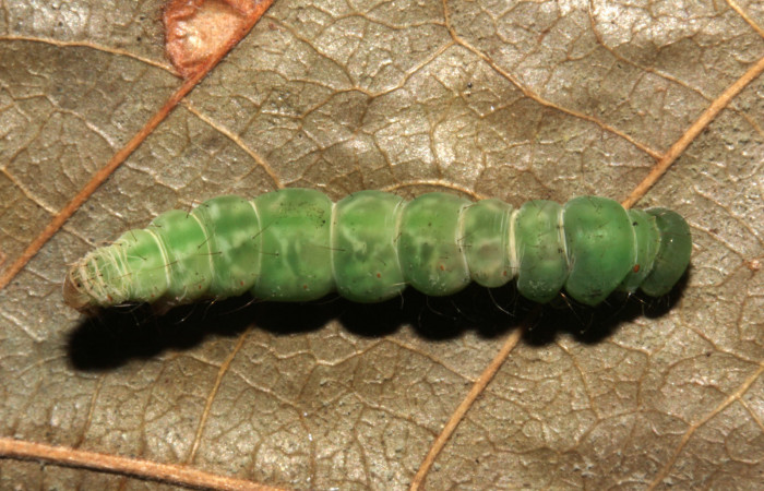 Fig.13 Vista dorsal de prepupa, [I]Helia argentipes[/I] (Erebidae), hizo prepupa 22 julio 2019, Sector Rincon Pitlla, Pasmompa, 440mts, (19-SRNP-30981-DHJ765434.jpg).