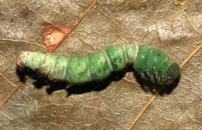 Fig.14 Vista lateral de prepupa, [I]Helia argentipes[/I] (Erebidae), hizo prepupa 22 julio 2019, Sector Rincon Pitlla, Pasmompa, 440mts, (19-SRNP-30981-DHJ765435.jpg).