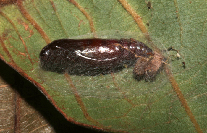 Fig.16 Vista lateral de pupa, [I]Helia argentipes[/I] (Erebidae), hizo pupa 03 agosto 2019, Sector Rincon Pitlla, Pasmompa, 440mts, (19-SRNP-30979-DHJ765419.jpg).
