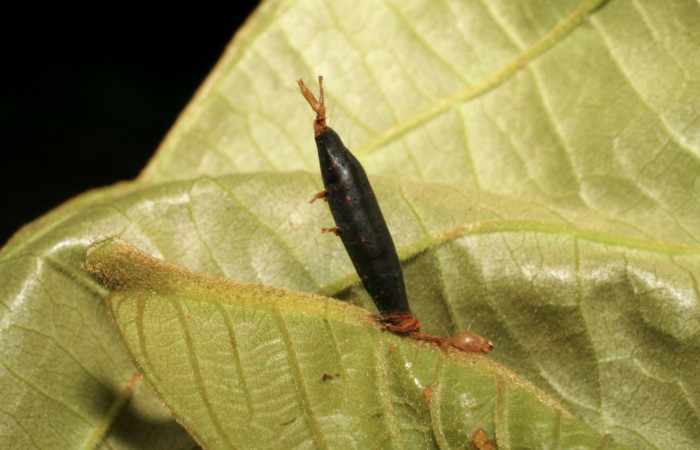 Fig. 19 vista lateral de capullo de Aleiodes cameroniiDHJ03 (Braconidae), de larva [I]Helia argentipes[/I] (Erebidae)Sector Rincon Rain Forest, Puente Rio Negro, 340mts, (07-SRNP-42751-DHJ434855.jpg).