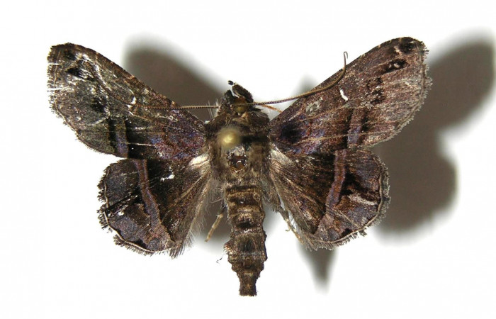 Fig.4 Vista dorsal de adulto [I]Helia argentipes[/I] (Erebidae),Sector San Cristobal, Quebrada Sementerio, 700mts. (07-SRNP-3741-DHJ381480).