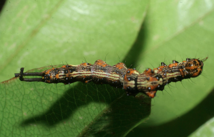Fig.6 Vista dorsal, [I]Helia sueroides[/I] (Erebidae), se colectó 22 Enero 2009, Sector Mundo Nuevo, Vado Zanja Tapada, 550mts. (09-SRNP-55264-DHJ451806.jpg).