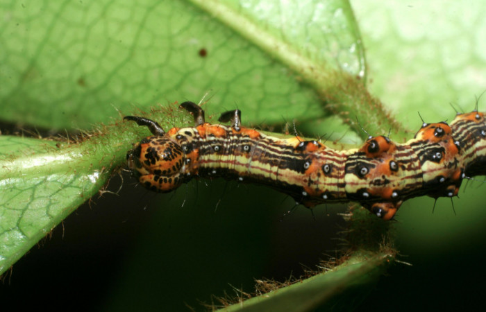 Fig.7 Vista frontal, [I]Helia sueroides[/I] (Erebidae), se colectó 22 Enero 2009, Sector Mundo Nuevo, Vado Zanja Tapada, 550mts. (09-SRNP-55264-DHJ451818.jpg).