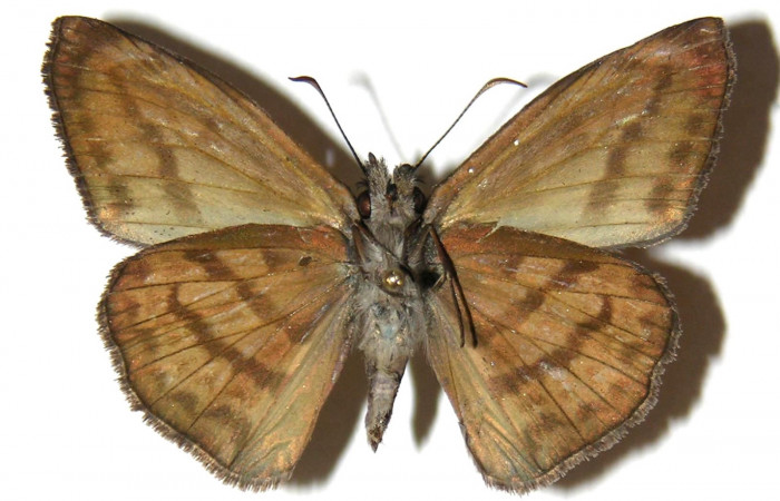 Fig 14. Adultos <i>Timochares trifasciata</i></i>. vista dorsal (Macho) alcanzan a medir 40 mm en alas abiertas.
Voucher 04-SRNP-14041-DHJ306723