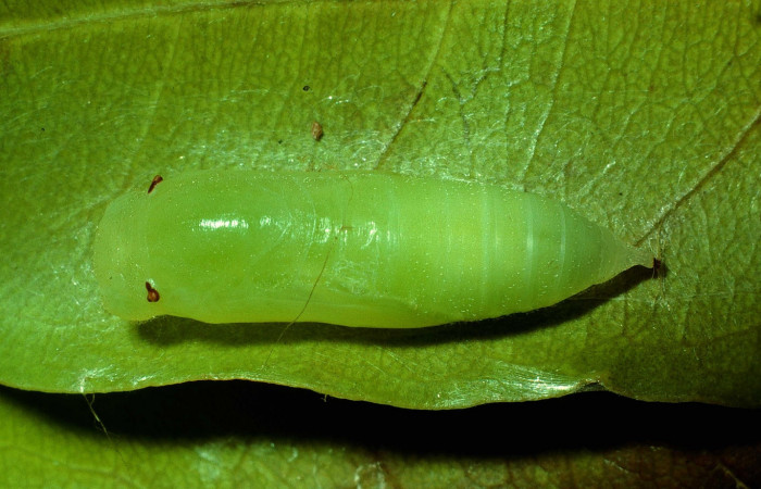 Fig 10. Pupa de larva [I]Timochares trifasciata[/I]. vista dorsal entero. Voucher 92-SRNP-1099-DHJ15103.jpg
