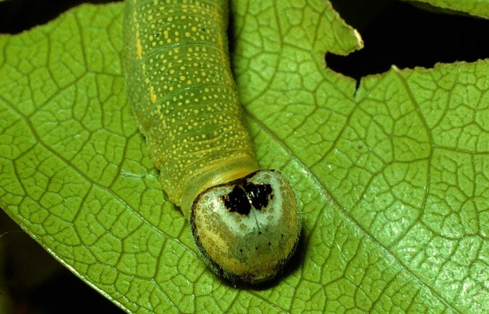 Fig 6.  Larva [I]Timochares trifasciata[/I]. vista dorsal htorax
Voucher 92-SRNP-663-DHJ14942.jpg