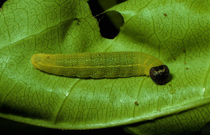 Fig 7. Larva <i>Timochares trifasciata</i></i>, vista  lateral entero, sitio Santa Rosa Sendero Naranjo. 
Voucher 92-SRNP-923-DHJ14986.jpg