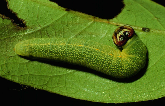 Fig 4. Larva [I]Timochares trifasciata[/I], vista dorsal entero.
Voucher 93-SRNP-3300-DHJ26403.jpg