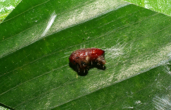 Figura 13. Pupario de parásito <i>Genea</i></i> Janzen23 (Tachinidae) que ataca <i>Brenthia</i></i> Janzen04 (Choreutidae), localidad Pasmompa, Sector Pitilla ACG (440m). Voucher: 05-SRNP-70538-DHJ420736.jpg.