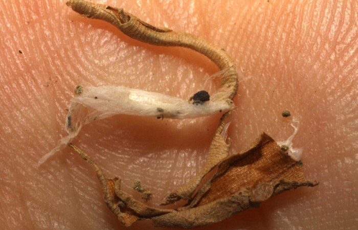 Figura 14. Capullo de parásito <i>Apanteles sergiocascantei</i></i> (Braconidae) que ataca <i>Brenthia</i></i> Janzen04 (Choreutidae), localidad Puente Río Negro, Sector Rincón Rain Forest ACG (340m). Voucher: 10-SRNP-40335-DHJ480536.jpg.