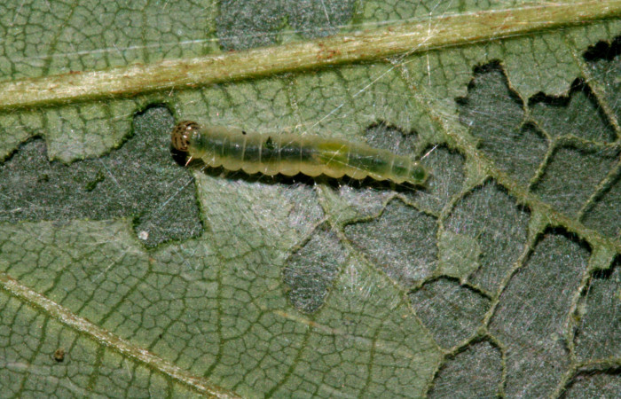 Figura 16. Larva <i>Brenthia</i></i> Janzen05 (Choreutidae), último estadío (U) vista dorsal, localidad Tajo Angeles, Sector San Cristóbal ACG (540m). Voucher: 10-SRNP-4129-DHJ471057.jpg.