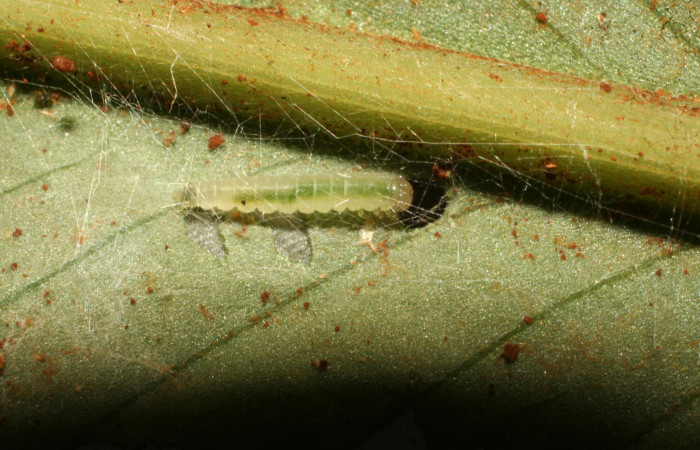 Figura 4. Larva <i>Brenthia</i></i> Janzen04 (Choreutidae), penúltimo estadío (PU) vista dorsal, localidad Medrano Estación Biológica Quica, Sector Pitilla ACG (380m). Voucher: 10-SRNP-73230-DHJ479709.jpg.