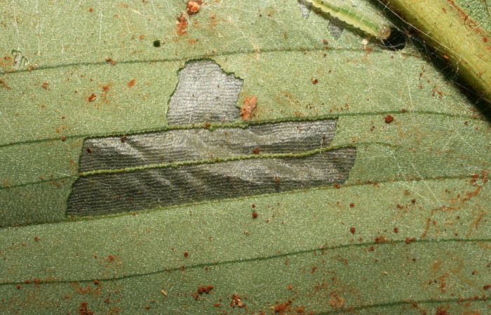 Figura 2. Detalle comido de larva <i>Brenthia</i></i> Janzen04 (Choreutidae), localidad Medrano Estación Biológica Quica, Sector Pitilla ACG (380m). Voucher: 10-SRNP-73230-DHJ479712.jpg.