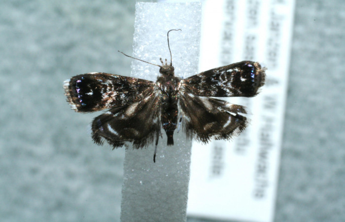 Figura 9. Adulto de <i>Brenthia</i></i> Janzen04 (Choreutidae), vista dorsal, localidad Bullas Estación Biológica Quica, Sector Pitilla  ACG (440m). Voucher: 11-SRNP-72346-DHJ560954.jpg.