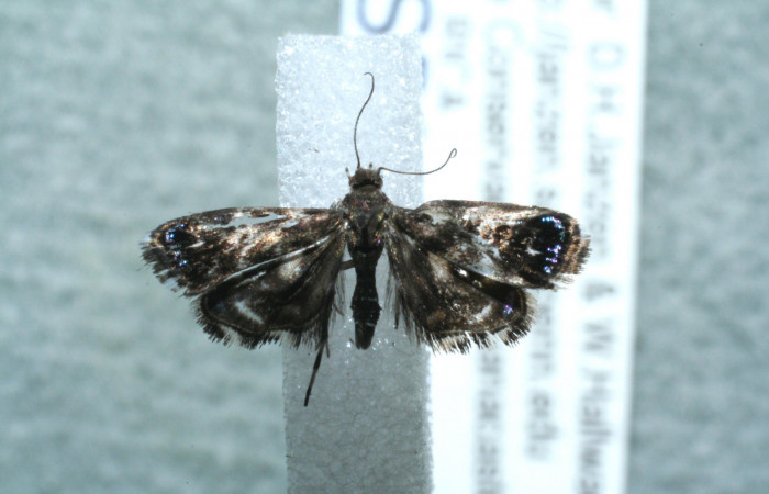 Figura 10. Adulto de <i>Brenthia</i></i> Janzen04 (Choreutidae), vista dorsal, localidad Jacobo, Sector Rincón Rain Forest ACG (461m). Voucher: 11-SRNP-81446-DHJ560937.jpg.