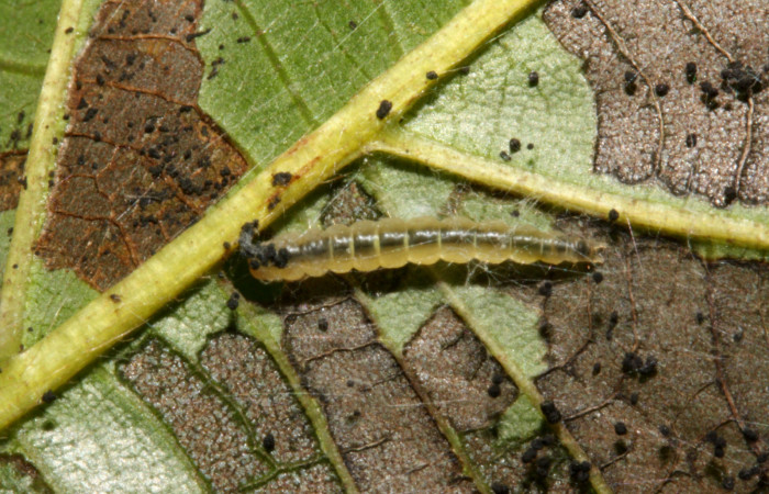 Figura 17. Larva <i>Brenthia</i></i> Janzen08 (Choreutidae), último estadío (U) vista dorsal, localidad Conguera, Sector Rincón Rain Forest ACG (420m). Voucher: 12-SRNP-42677-DHJ707001.jpg.